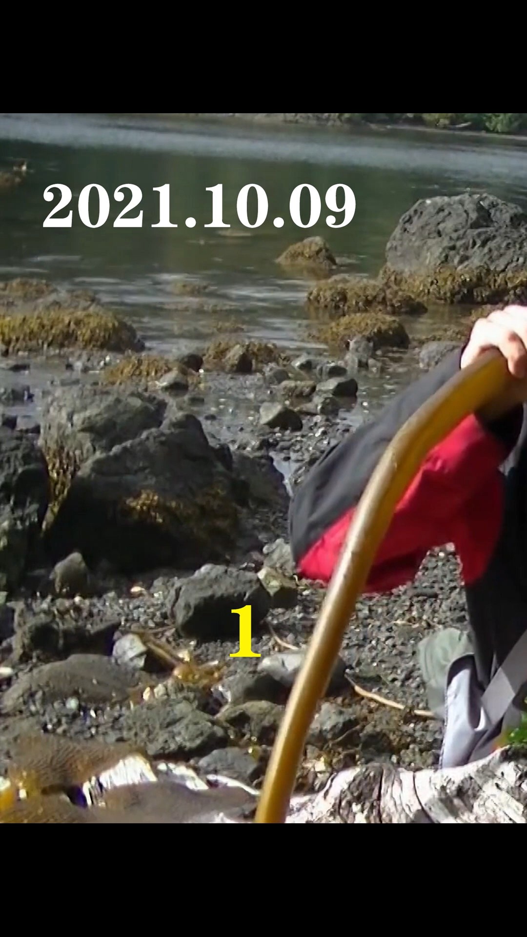 荒野独居第2季|P2：刺网捕鱼大收获 #荒野求生#我的观影报告