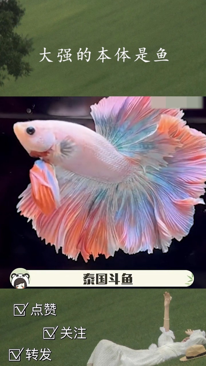 我知道了!大强的本体是鱼!#泰国斗鱼#王鹤棣#动物#苍兰诀