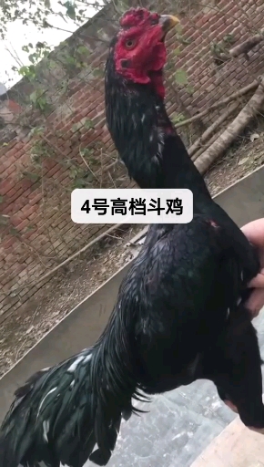 #冬季进补计划#你喜欢的样子这里都有纯种纯血战斗鸡