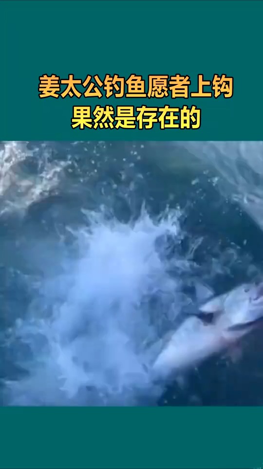 姜太公钓鱼愿者上钩,果然是存在的