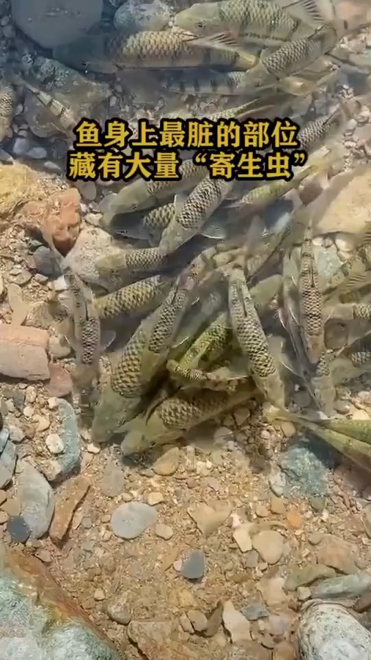 鱼身上最脏的部位,藏有大量“寄生虫”