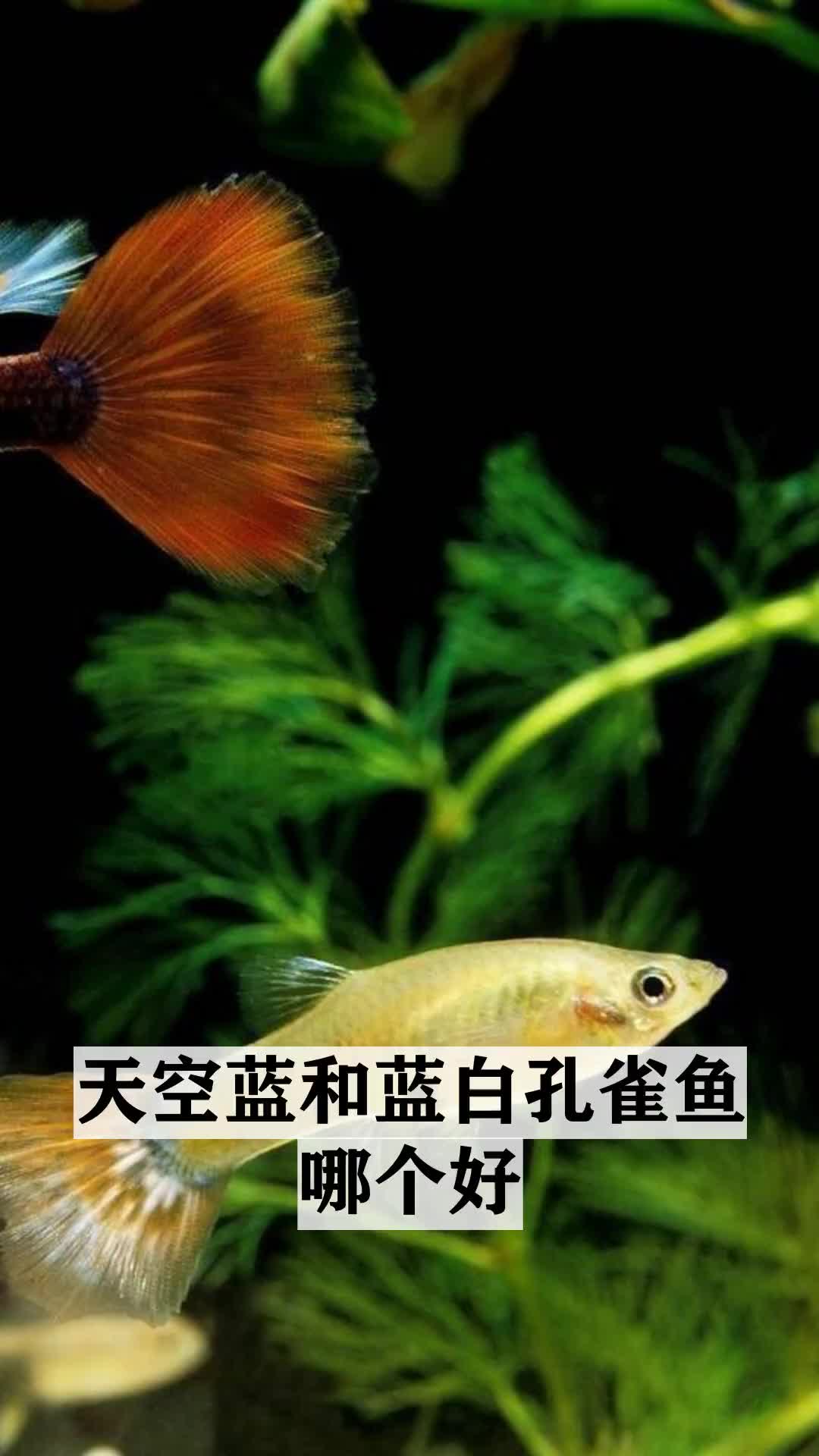 科普动物小知识,天空蓝和蓝白孔雀鱼哪个好
