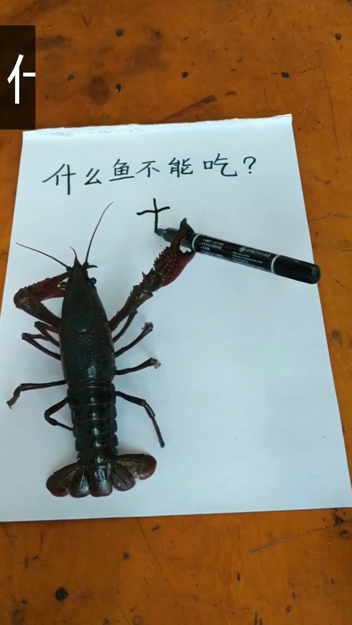 什么鱼不能吃?小龙虾给出的答案,各位还满意吗?