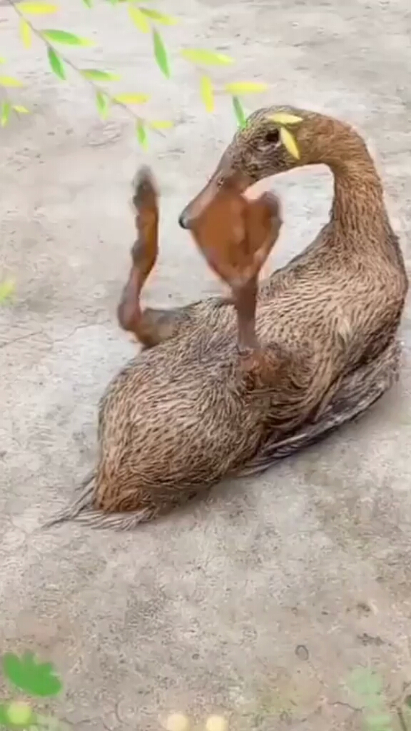 可爱的鸭子