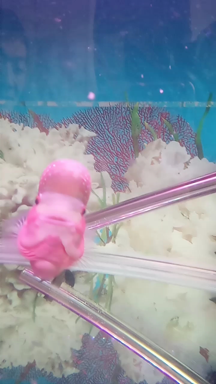鸿运当头