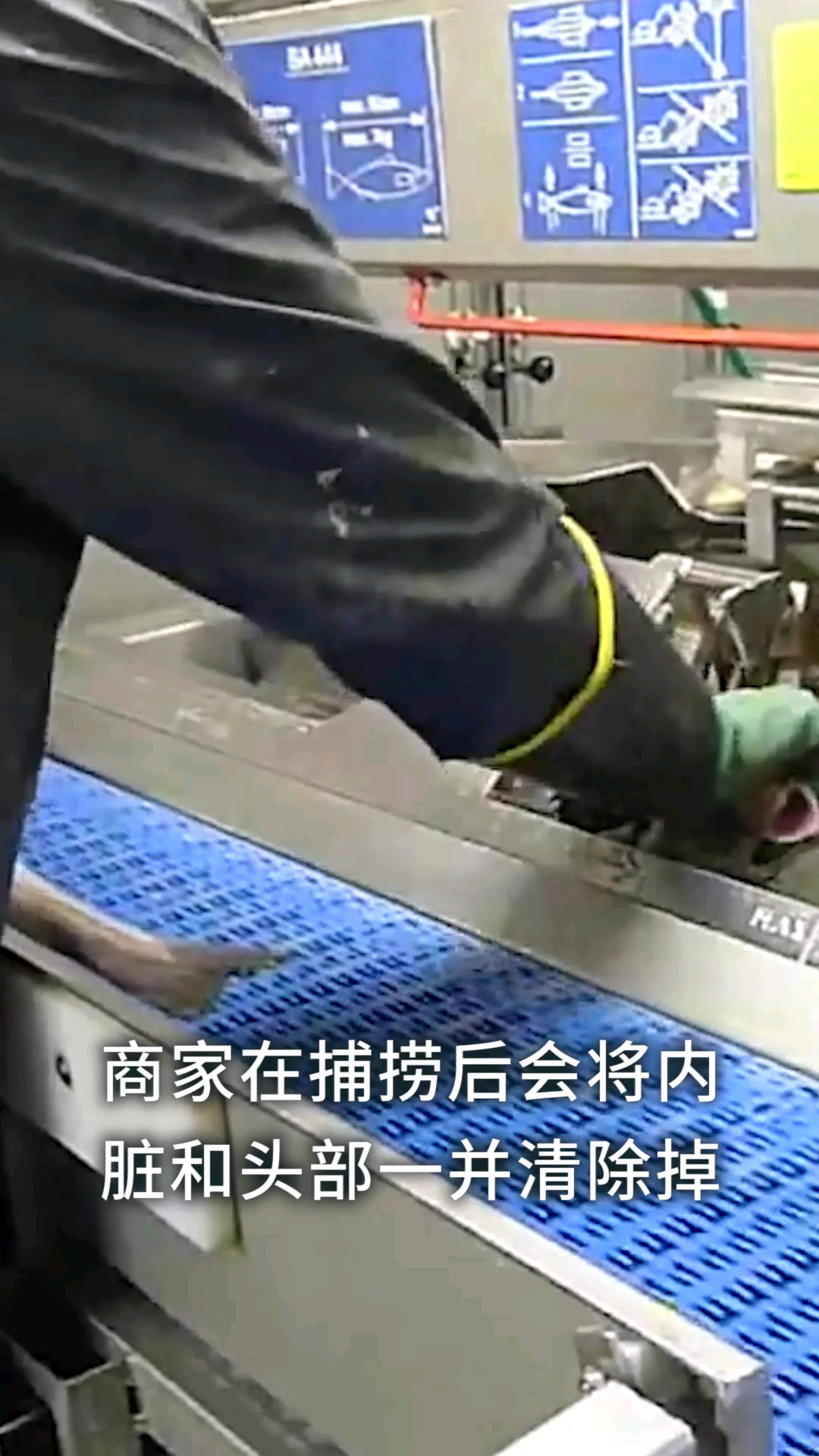 市场上买的鳕鱼为什么没有鱼头?