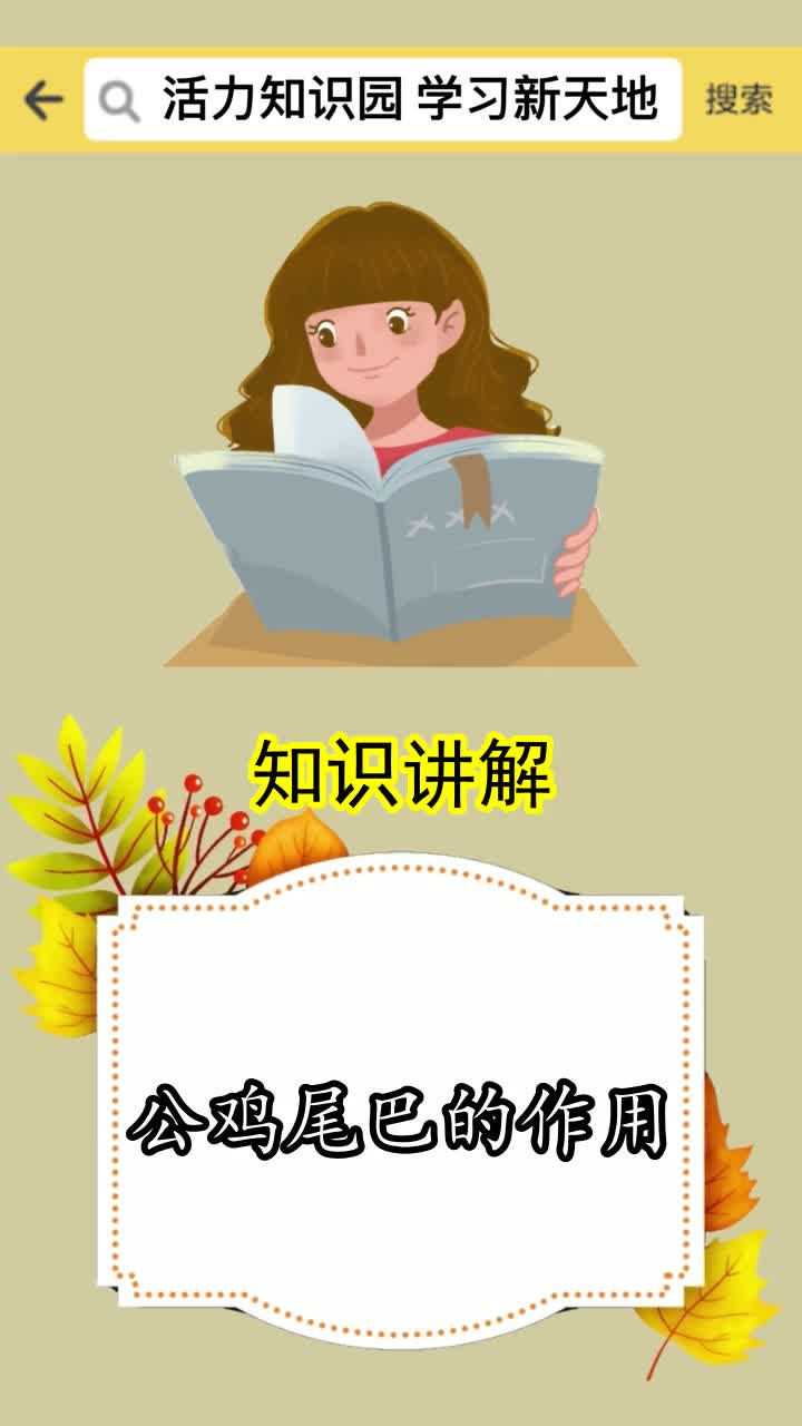 公鸡尾巴的作用,你知晓了吗