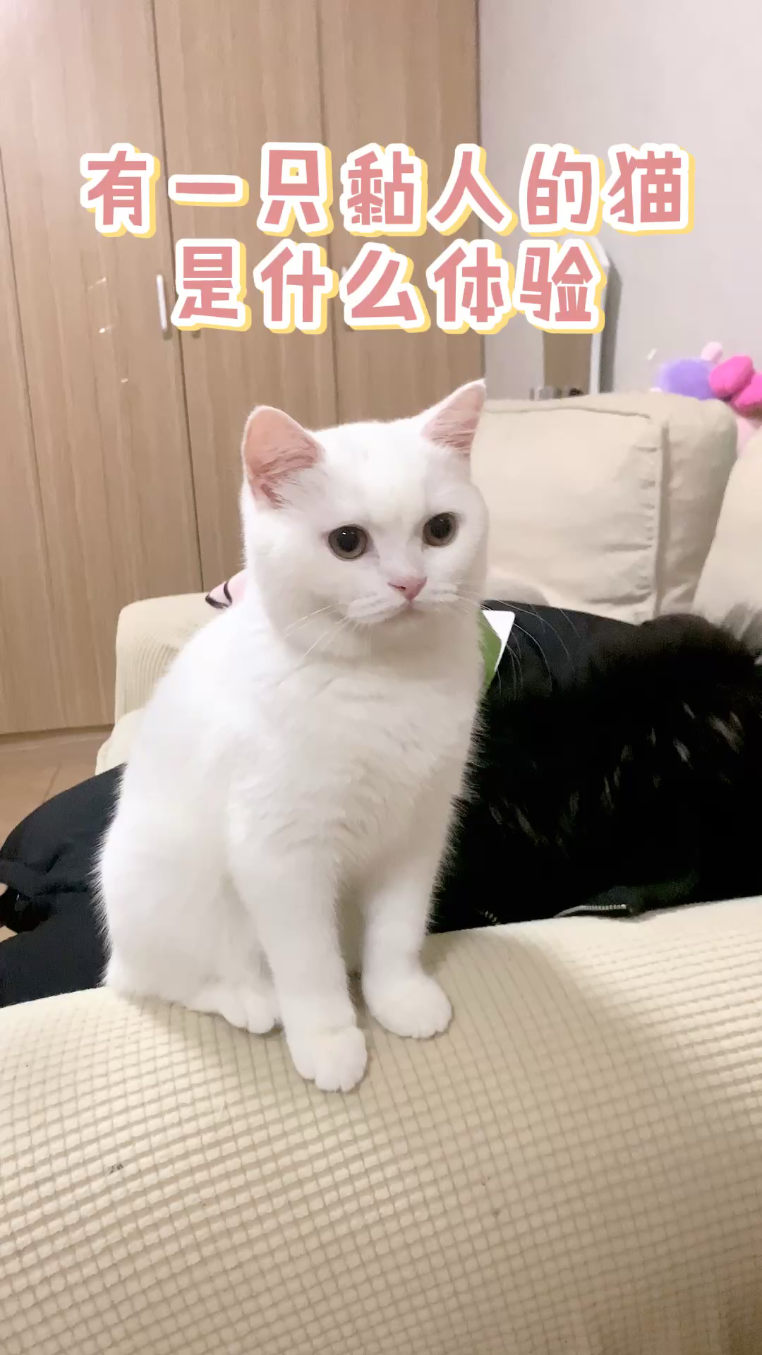 #小小爱宠萌化你#有一只黏人泡芙妹妹是什么体验
