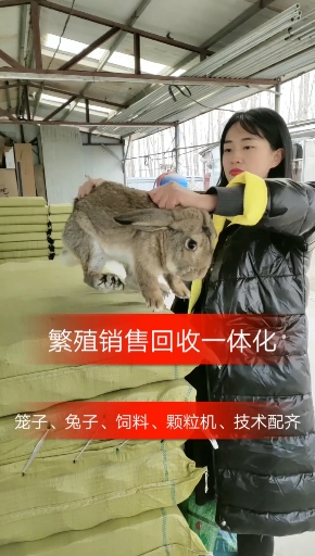 过了腊八就是年,一年转眼间过去了。如果你不想打工,想养只兔子关注我。