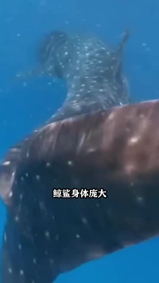 世界上最大鱼是什么鱼