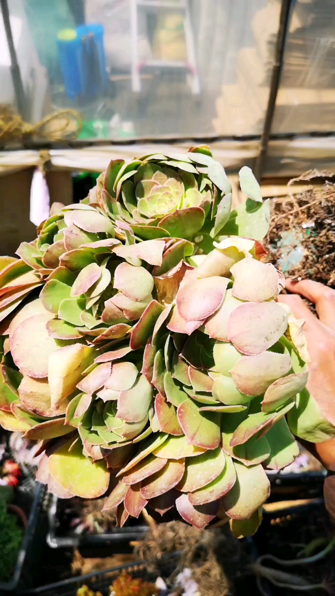 #生活小妙招#多肉植物法师沙拉碗