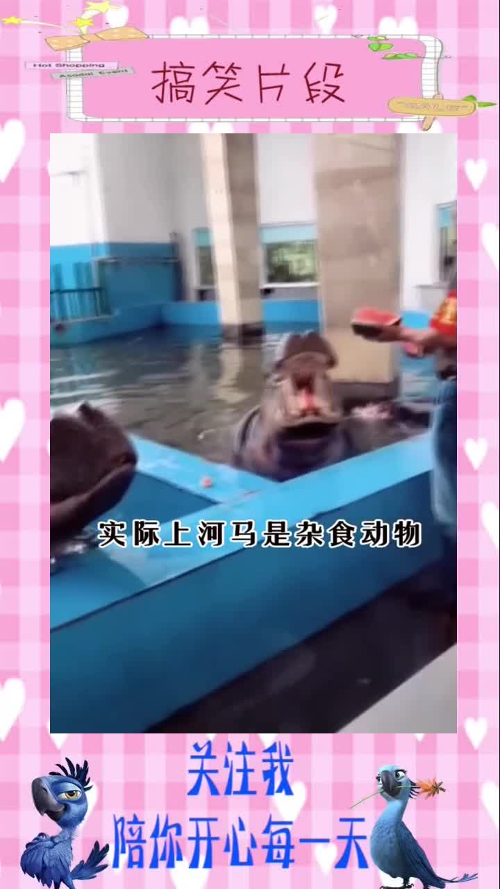 吃草的河马却不怕吃肉的鳄鱼