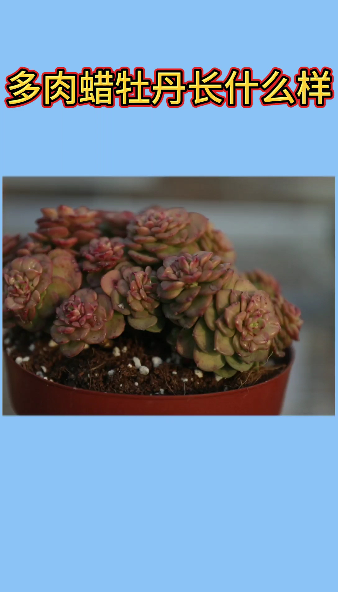 多肉植物蜡牡丹长什么样?