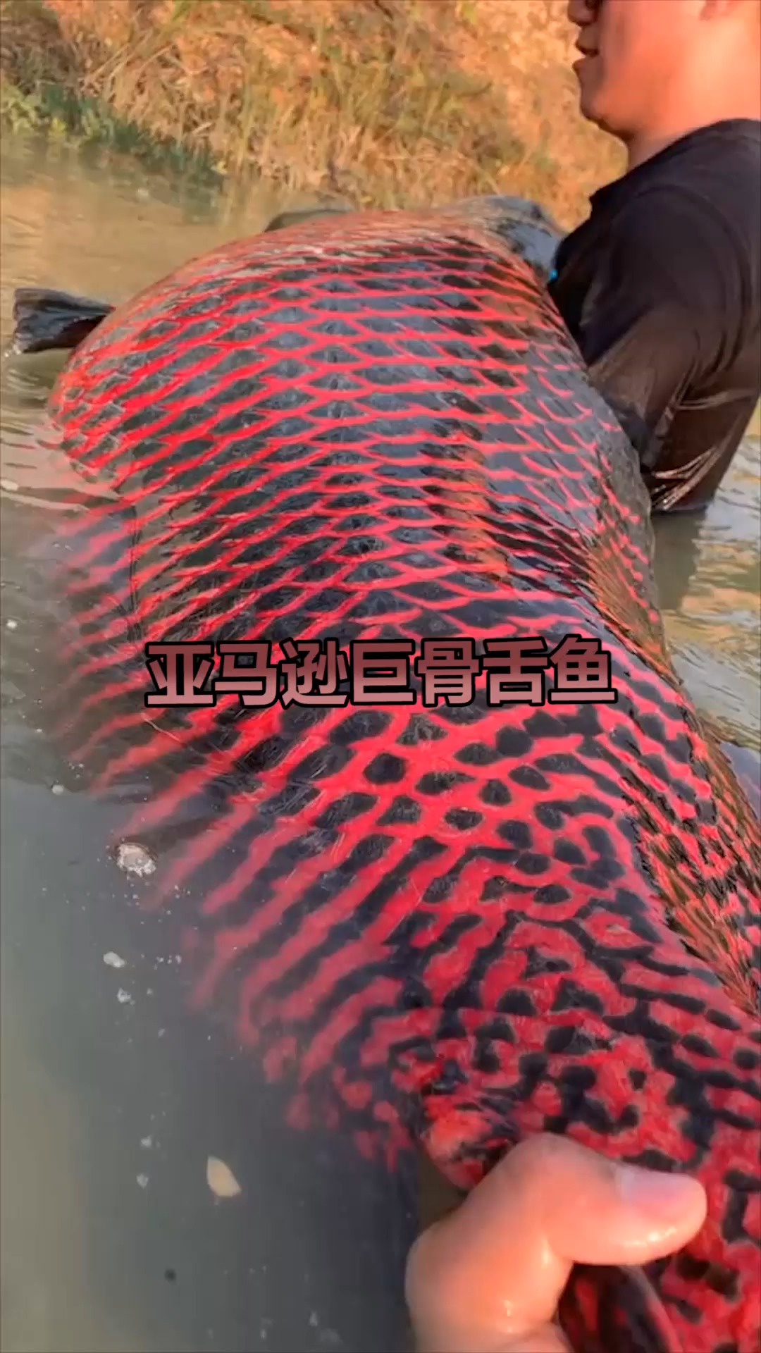鱼,世界上最大的一条亚马逊巨骨舌鱼,你见过吗