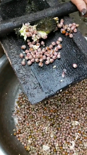 #家乡特色美食#你知道这是什么吗?我们这叫鸡头米,也叫芡实,祛湿必备