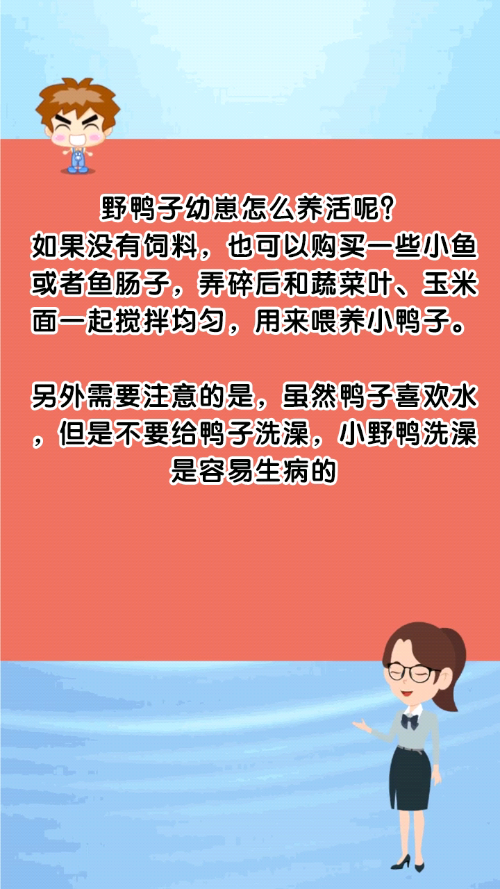 野鸭子幼崽怎么养活呢?