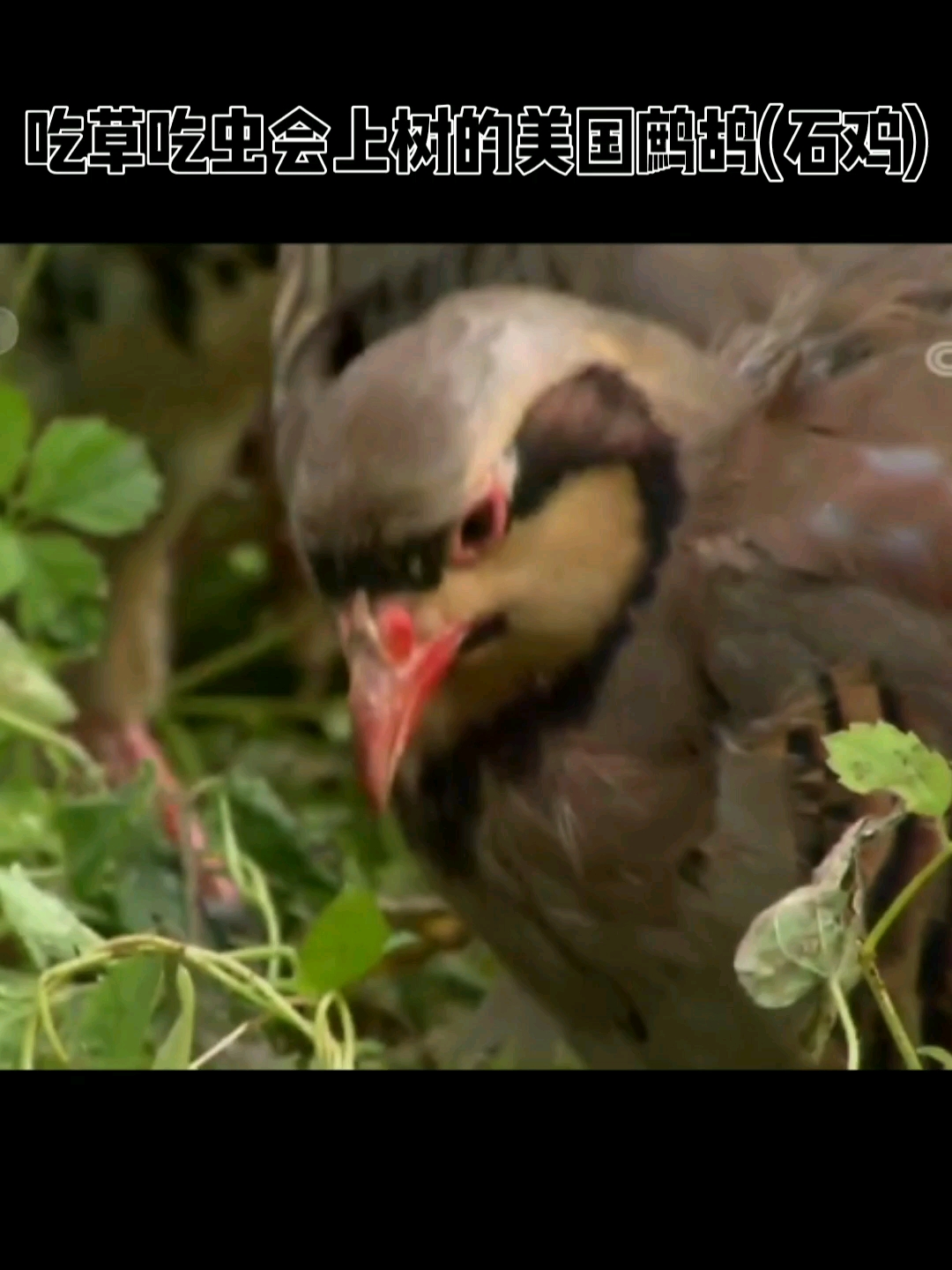 吃草吃虫会上树的美国鹧鸪(石鸡),好吃好卖好养走向大众的餐桌美食!