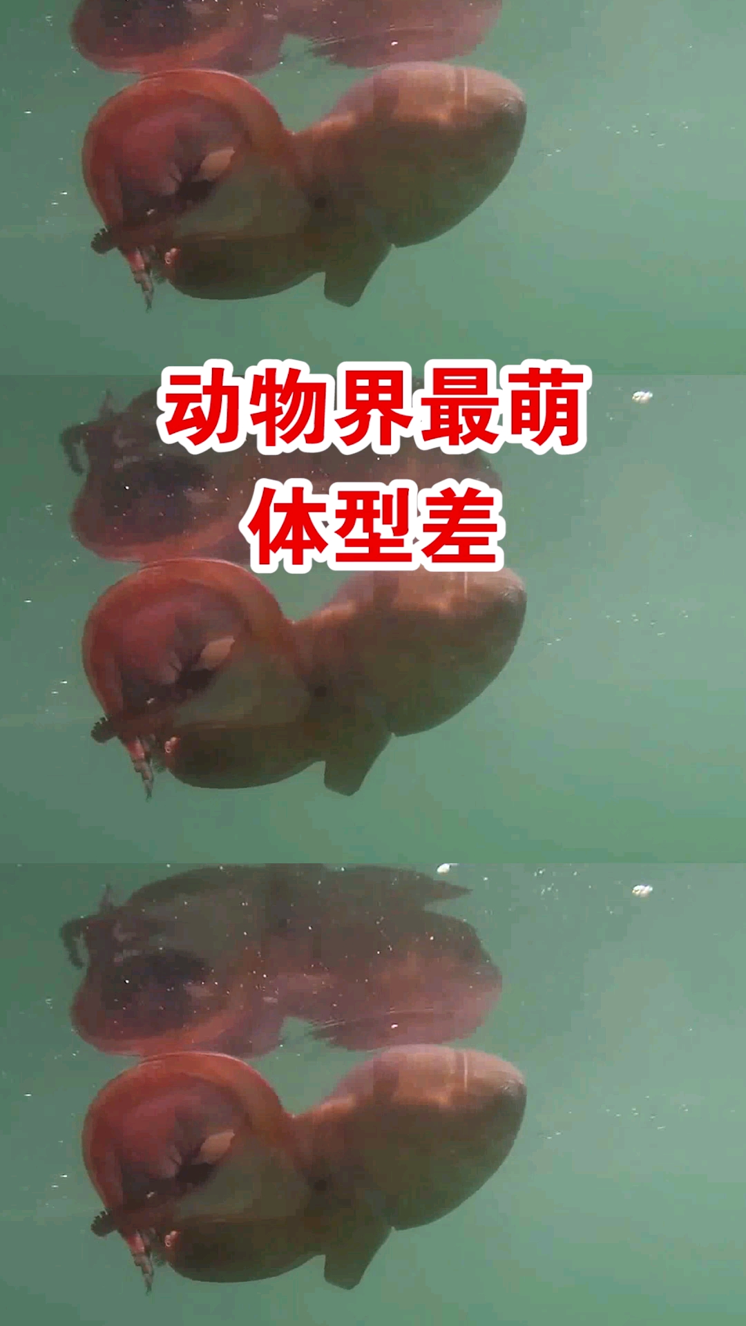 非常想知道雄章鱼的内心独白