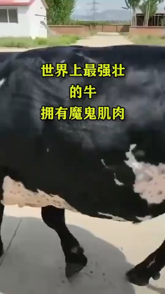 世界上最强壮的牛拥有魔鬼肌肉