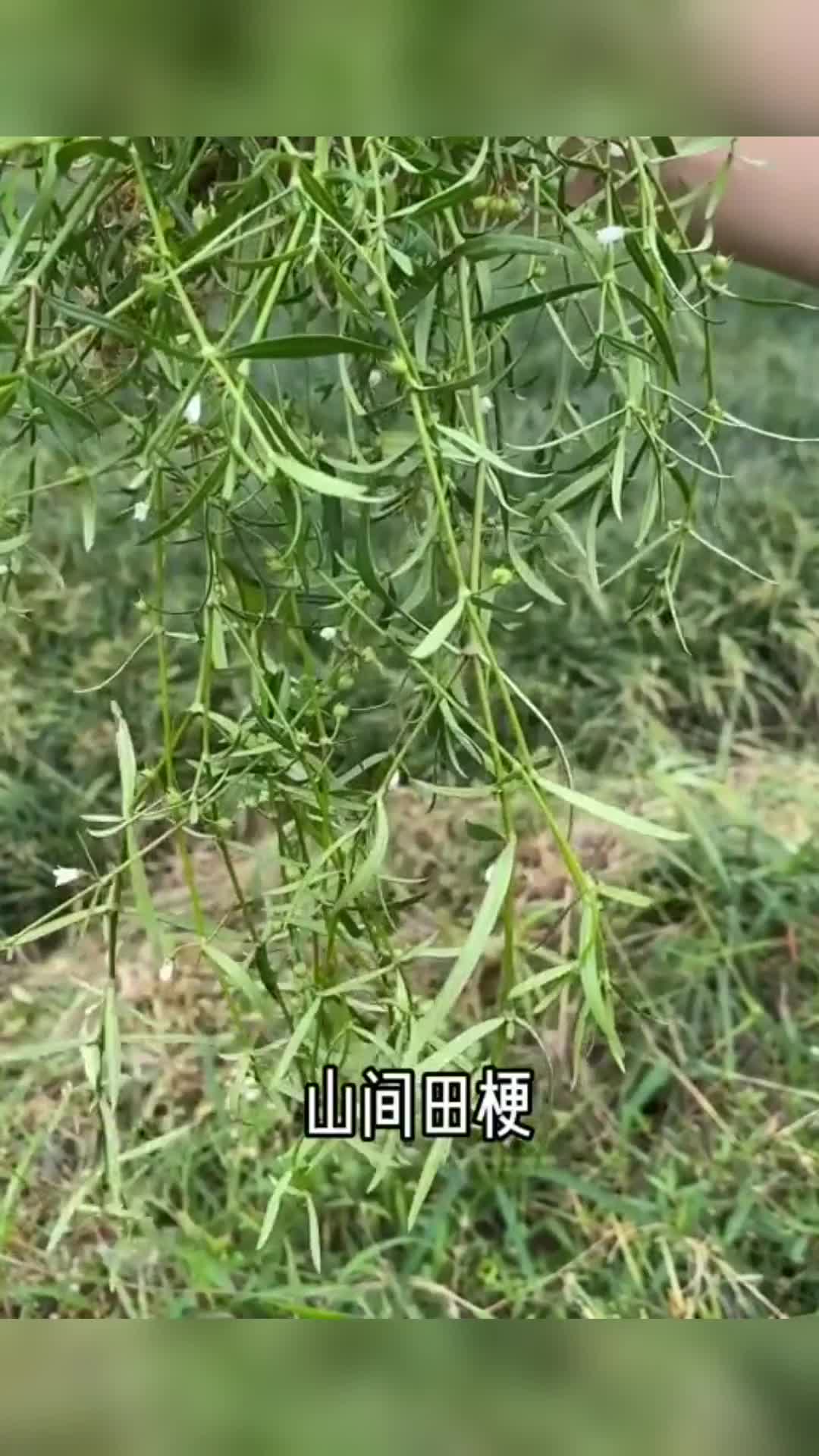 这样应该认识白花蛇舌草的样子了吧