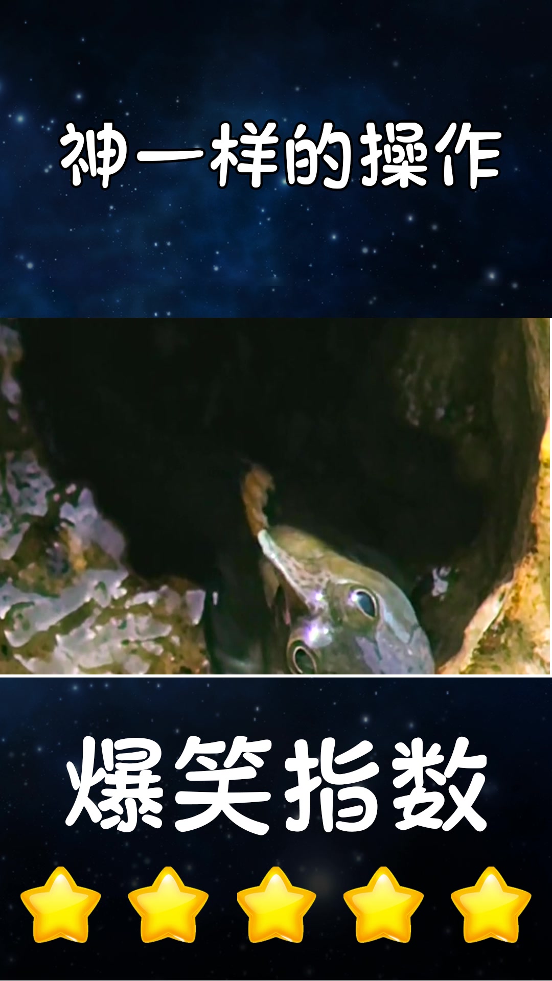 世界上最会卖萌的鱼吗,大眼睛怎么长的,简直像个憨憨!