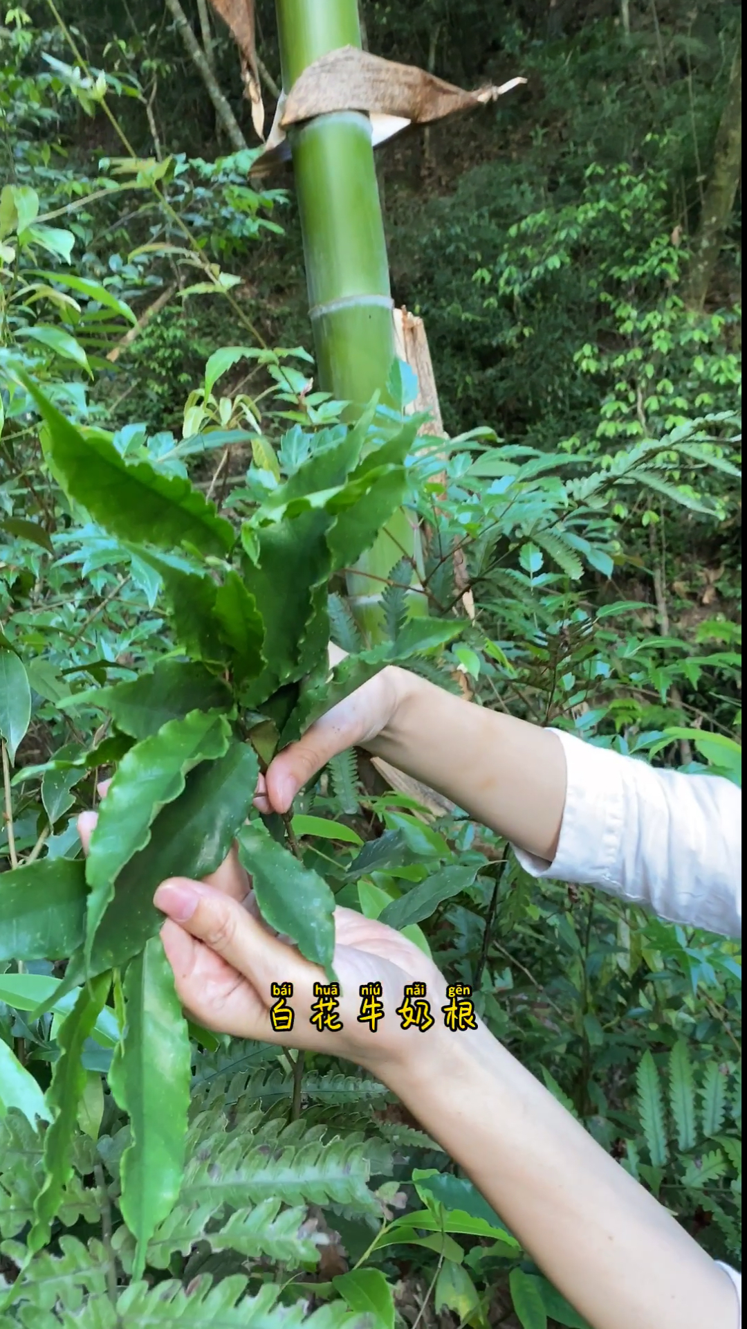 野生白花牛奶根,炖汤有牛奶香气