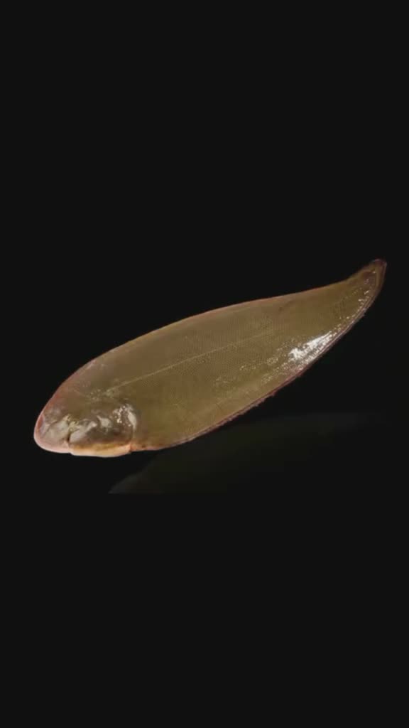 龙利鱼与巴沙鱼的照片区别
