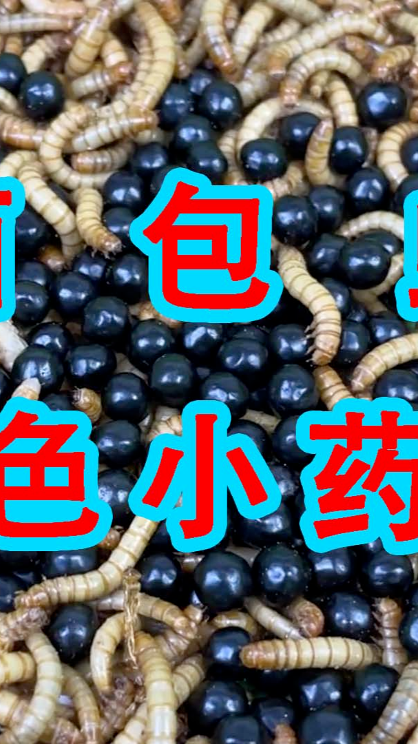 给面包虫吃黑色小药丸会怎么样？BB变黑了！