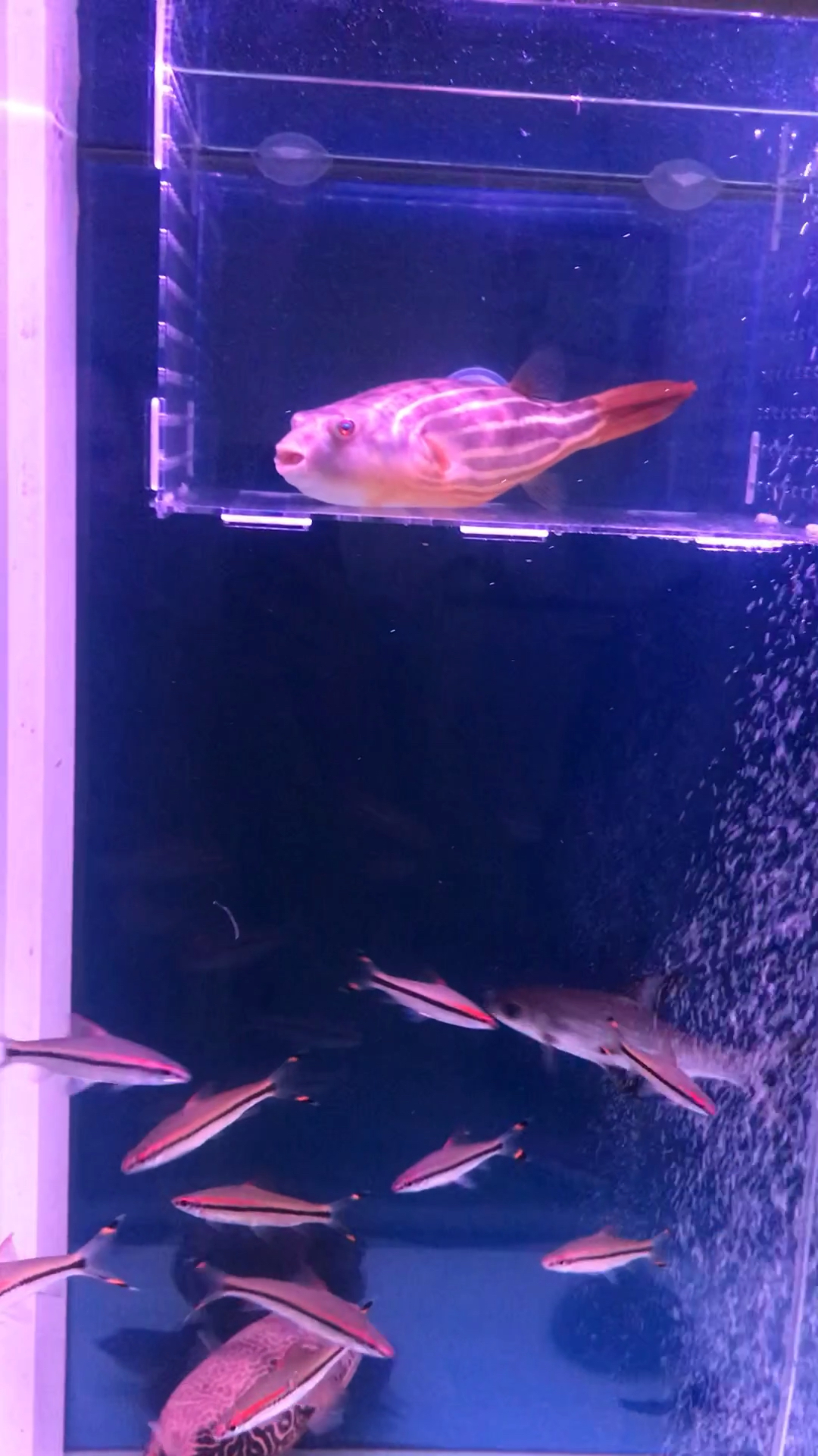 #我家萌宠成精了#把我家斑马吓坏了!