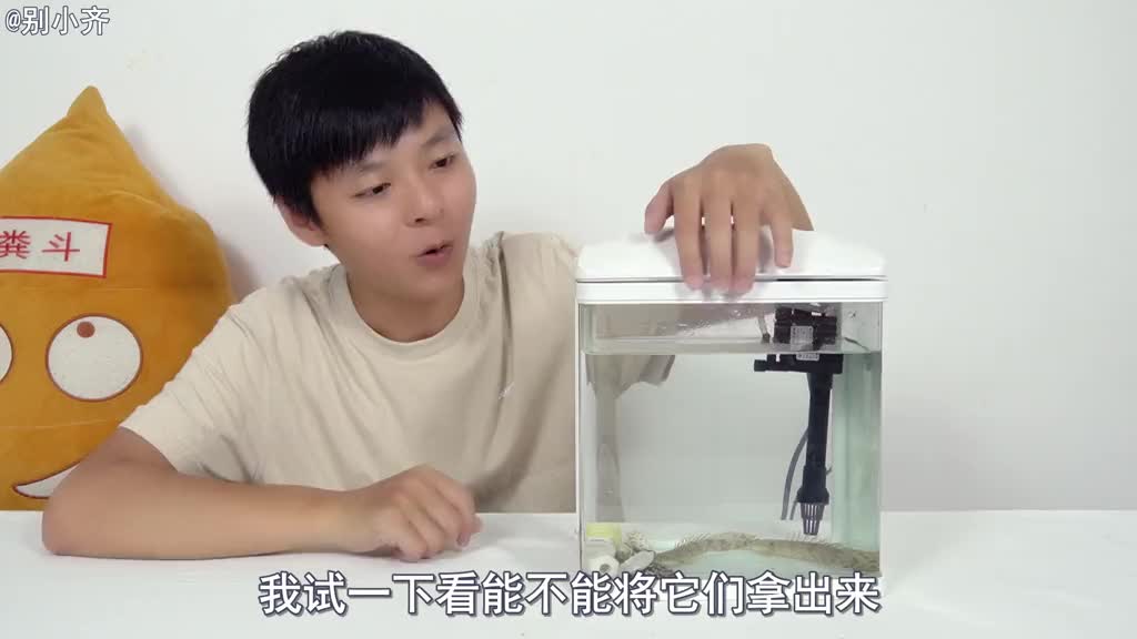 恐龙鱼开箱:买了两条非常凶猛的虎纹恐龙鱼,这次买的会咬人吗?