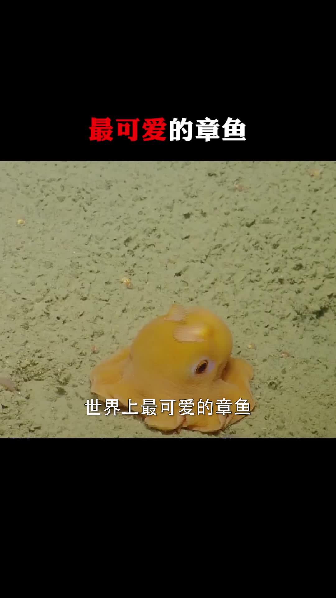#每天一点冷知识#世界上最可爱的章鱼
