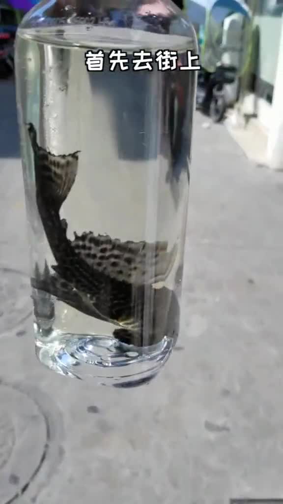 最爱吃鱼饼了!我也来试试看你家的鱼饼是用什么鱼做的呢?温州美食,中华美食