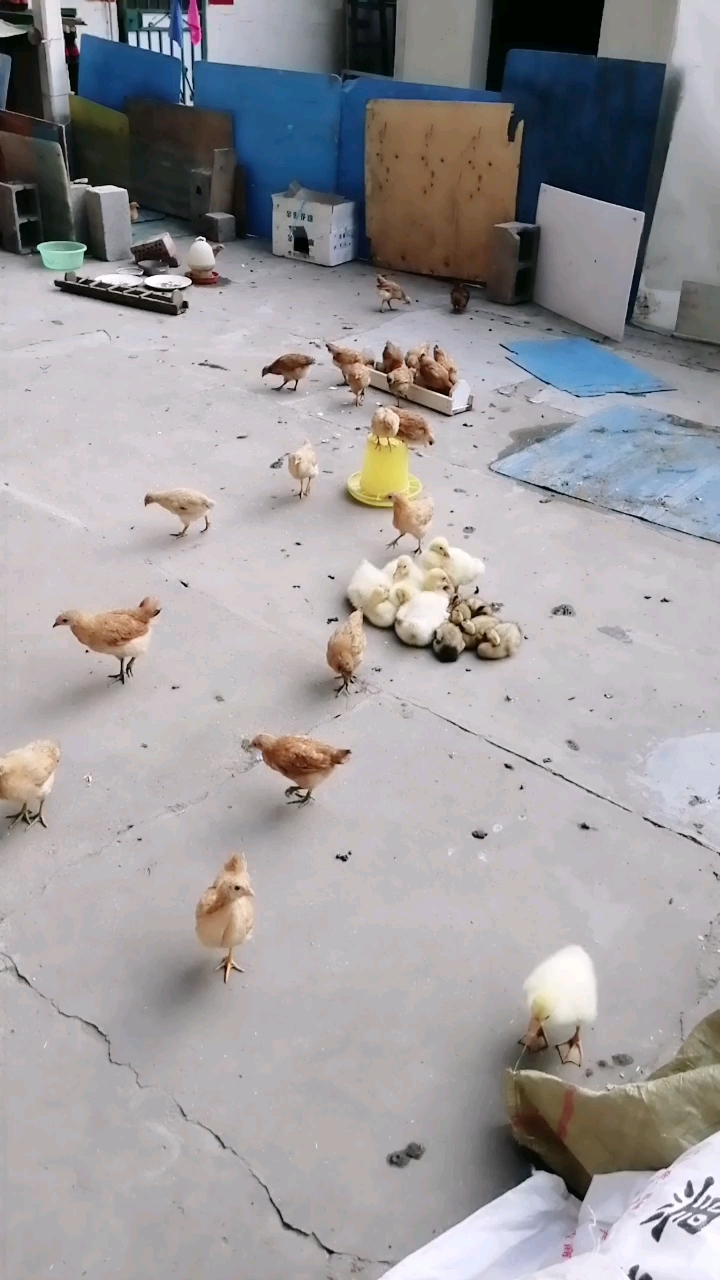 老妈老爸养了这么多的小鸡小鸭小鹅真辛苦。