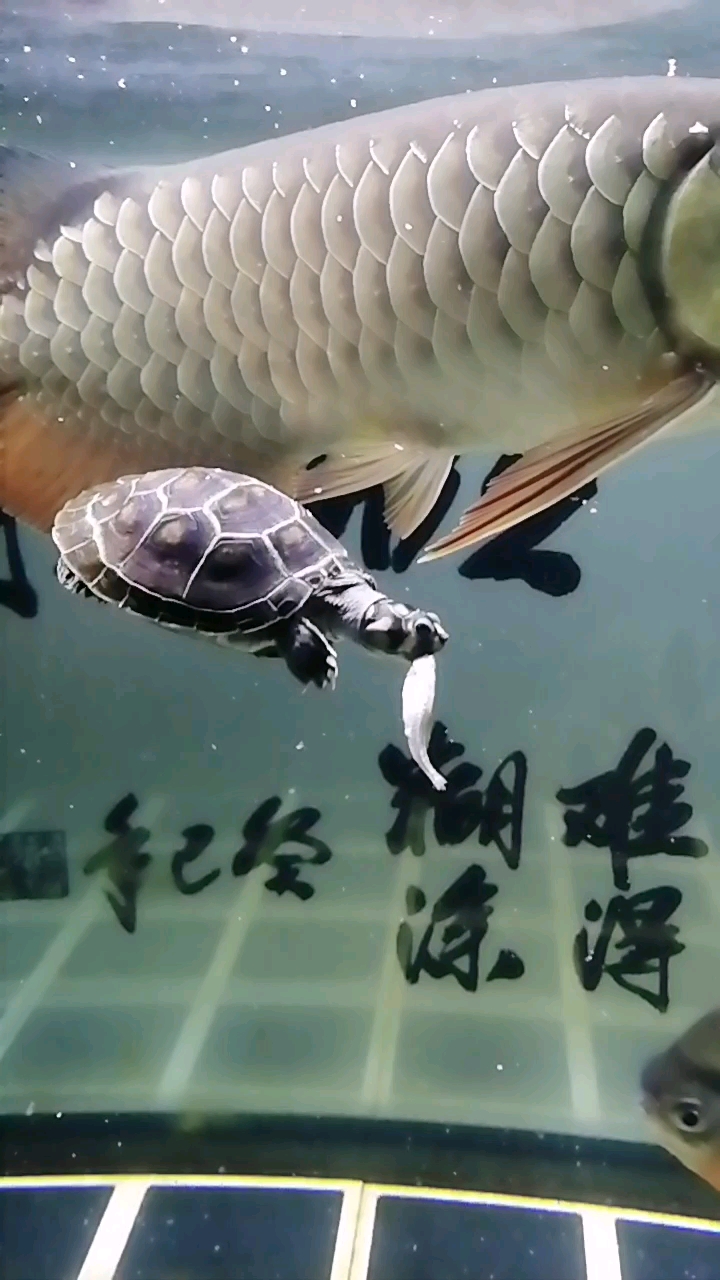 乌龟吃小鱼