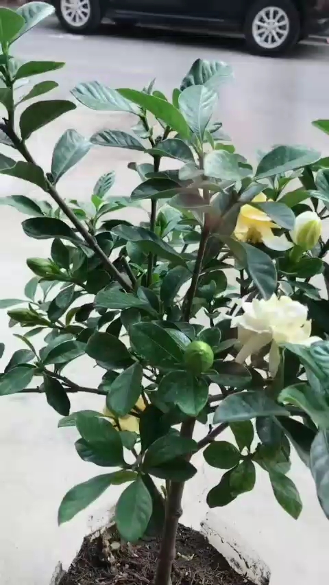 给栀子花换盆什么时间合适!