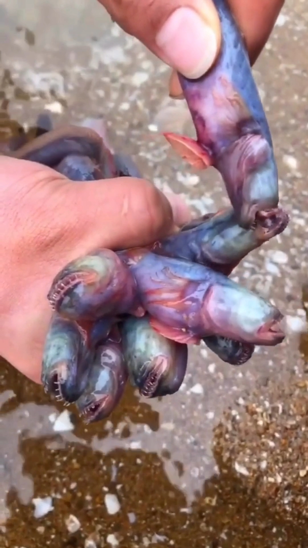 狼鱼条,这种小鱼退化没有眼睛,即使碰到自己同类都是张开大嘴去撕咬