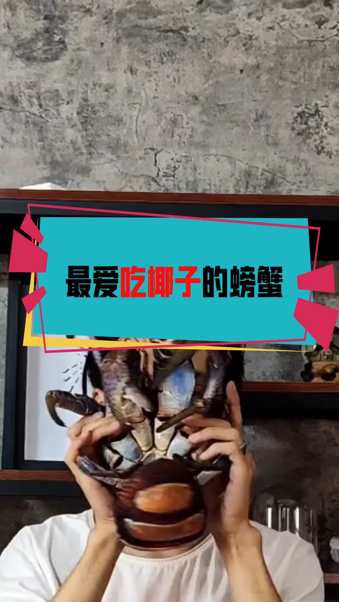 #奇闻趣事抢先看#最爱吃椰子的螃蟹,寿命也很长