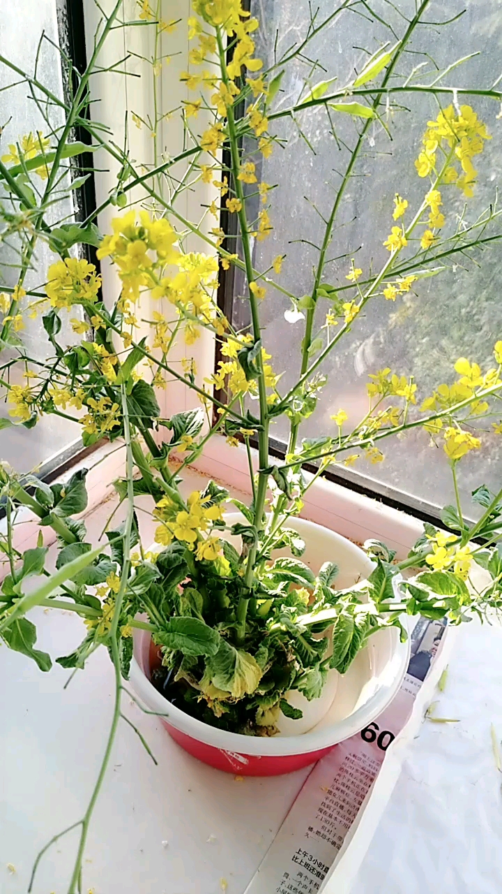 花果同株的水培白菜