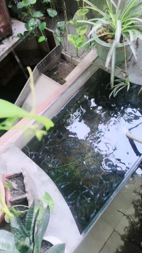 一变百的    德国蓝火焰