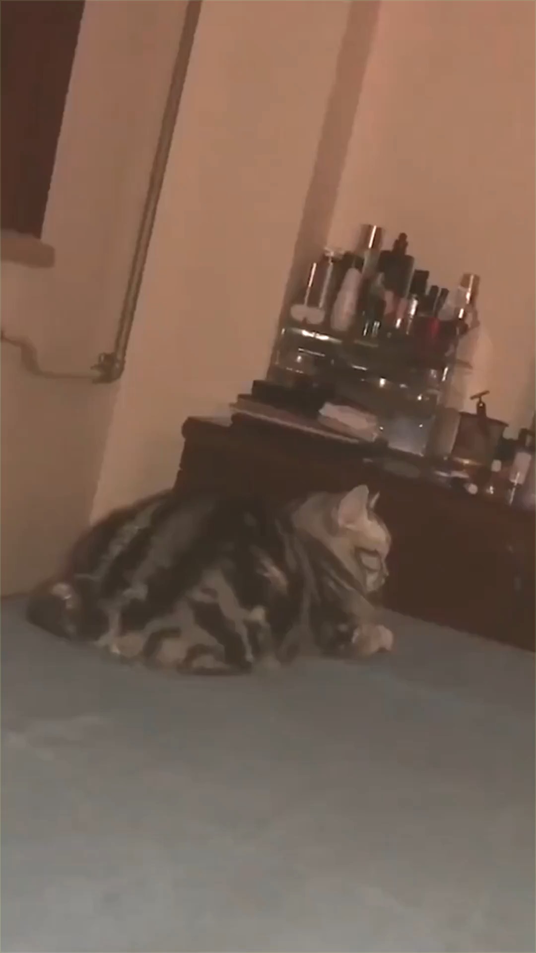 #明星娱乐#猫咪趴在池塘边,亲吻这些鱼!