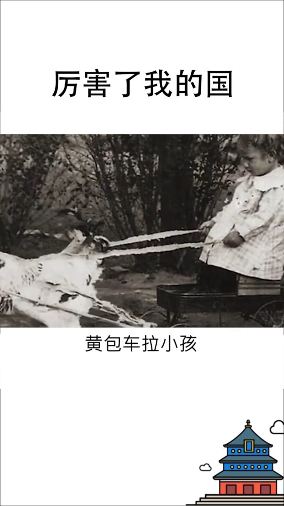 #厉害了我的国#什么叫公鸡中的战斗鸡