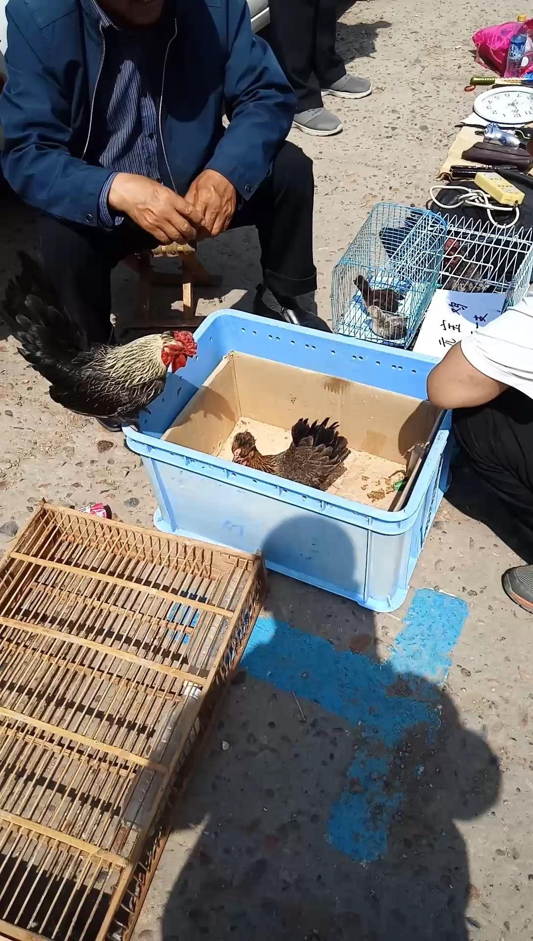 第一次见到传说中的小元宝鸡