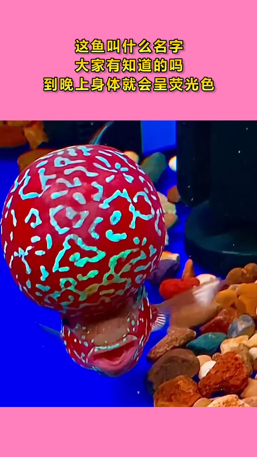 这鱼叫什么名字,大家有知道的吗?到晚上身体就会呈荧光色!