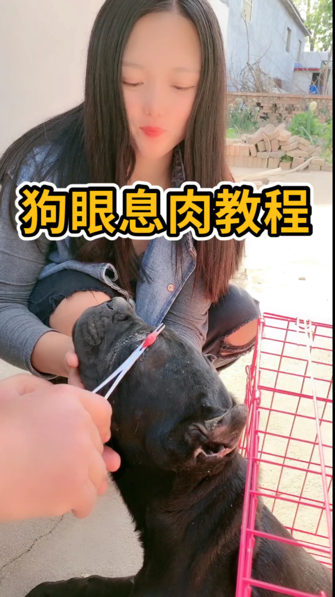 狗狗长息肉了 