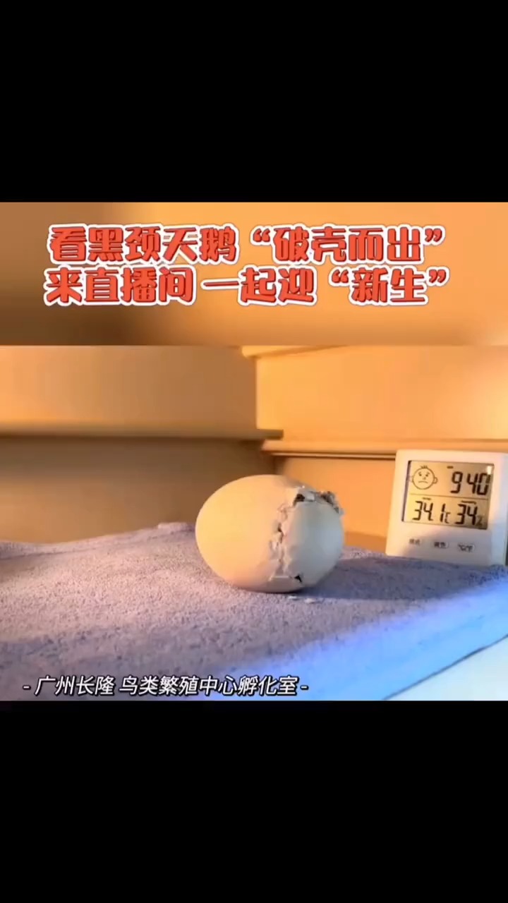 天鹅破壳而出的样子原来是这么回事