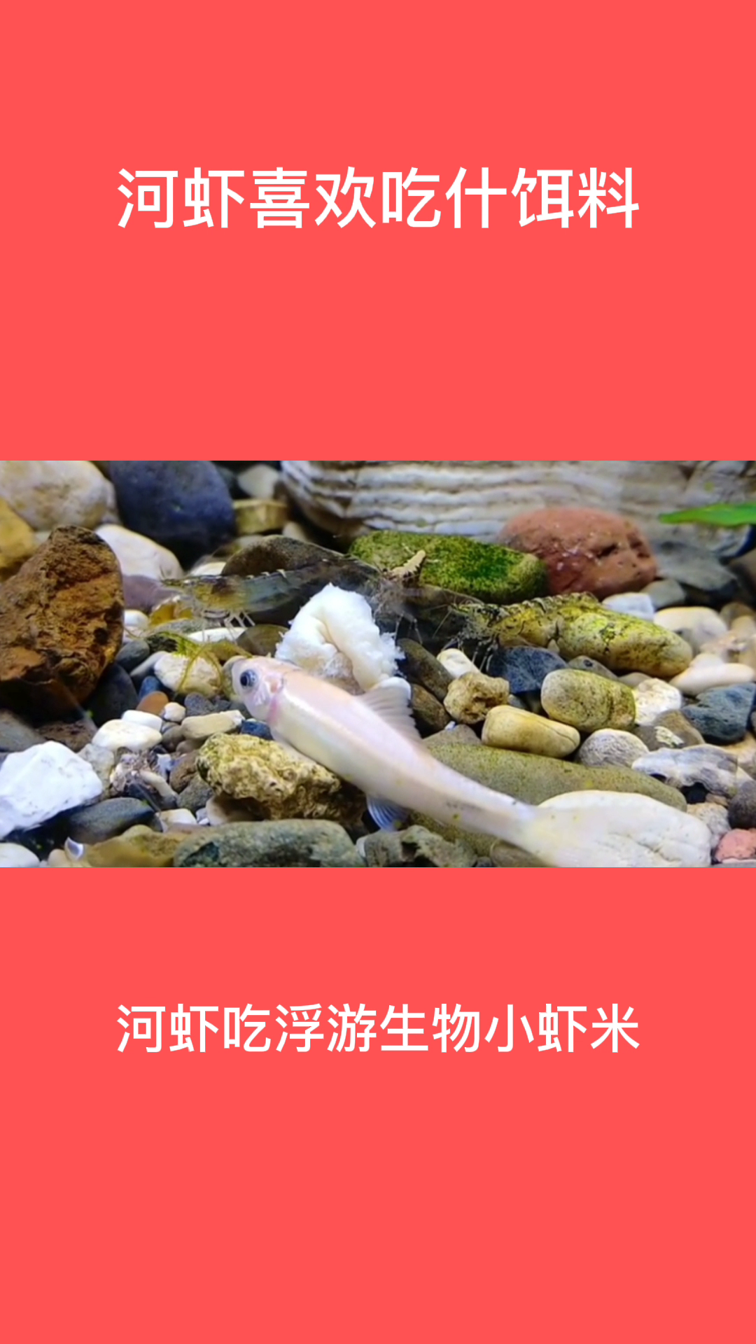 河虾喜欢吃什么饵料