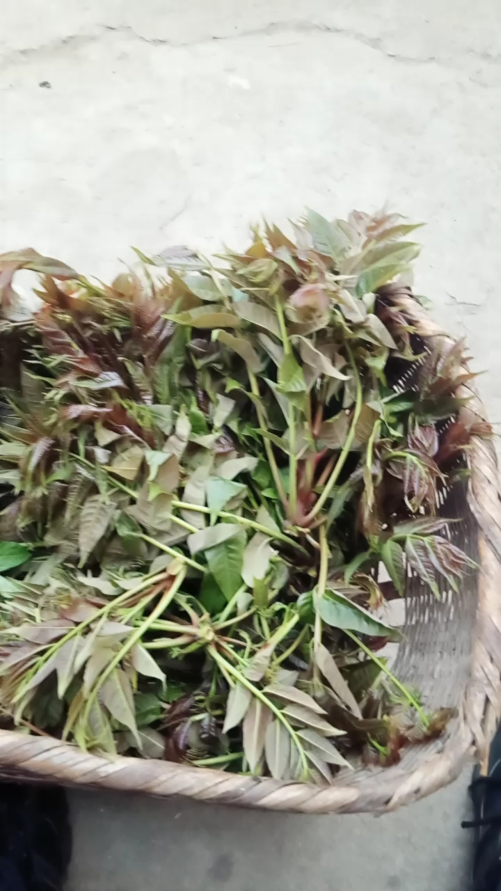 春天是吃野菜的好季节。