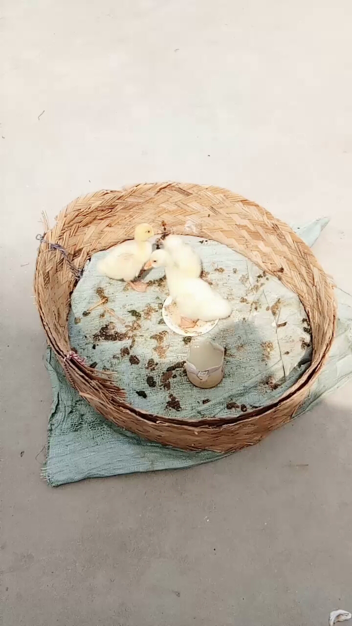 不知道这小小鹅和小小鸭有什么区别