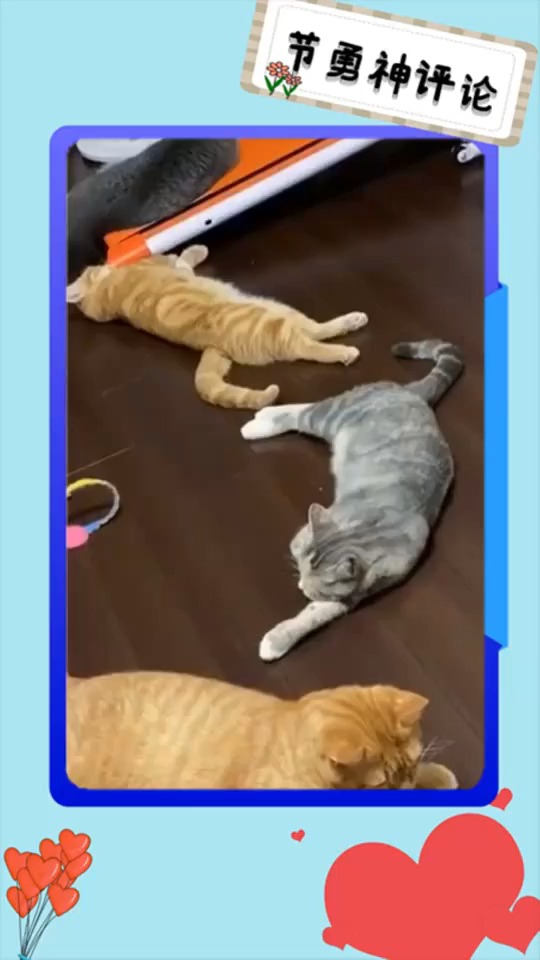 #搞笑视频#猫和老鼠诚不欺我,猫跑步的时候就是会原地跑几步再会往前动