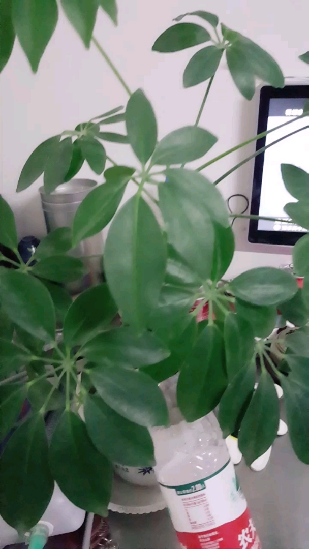 分享视频